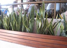 Kwikfynd Indoor Planting
mungalli