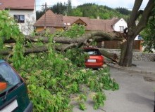 Kwikfynd Tree Cutting Services
mungalli