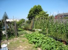 Kwikfynd Vegetable Gardens
mungalli